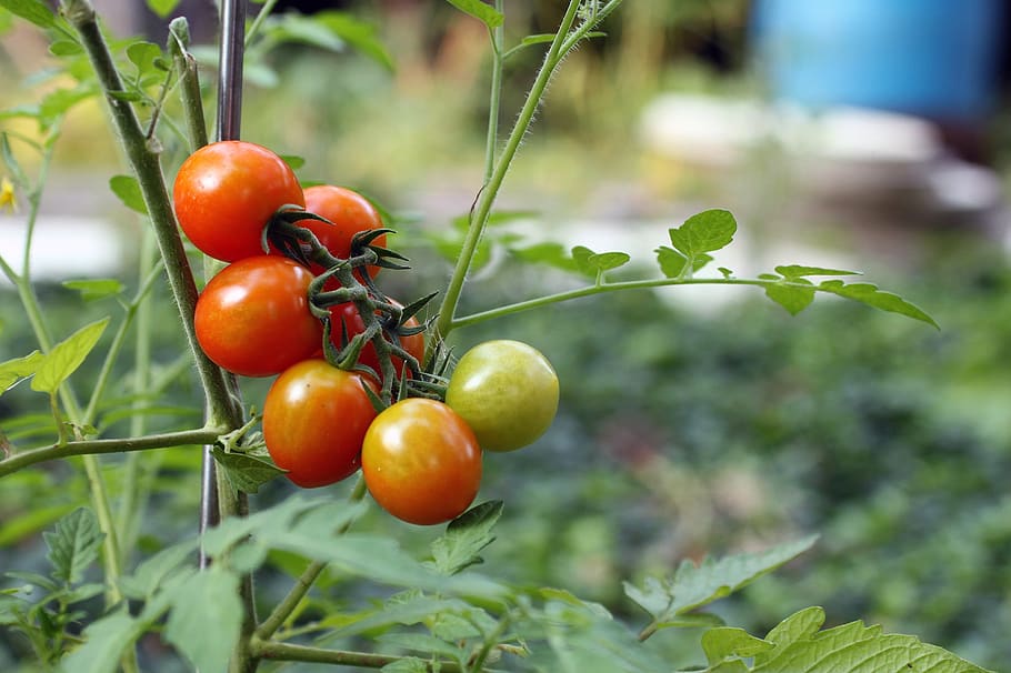 tomato, tomatoes, red, green, agriculture, branch, summer, august, bush, cherry