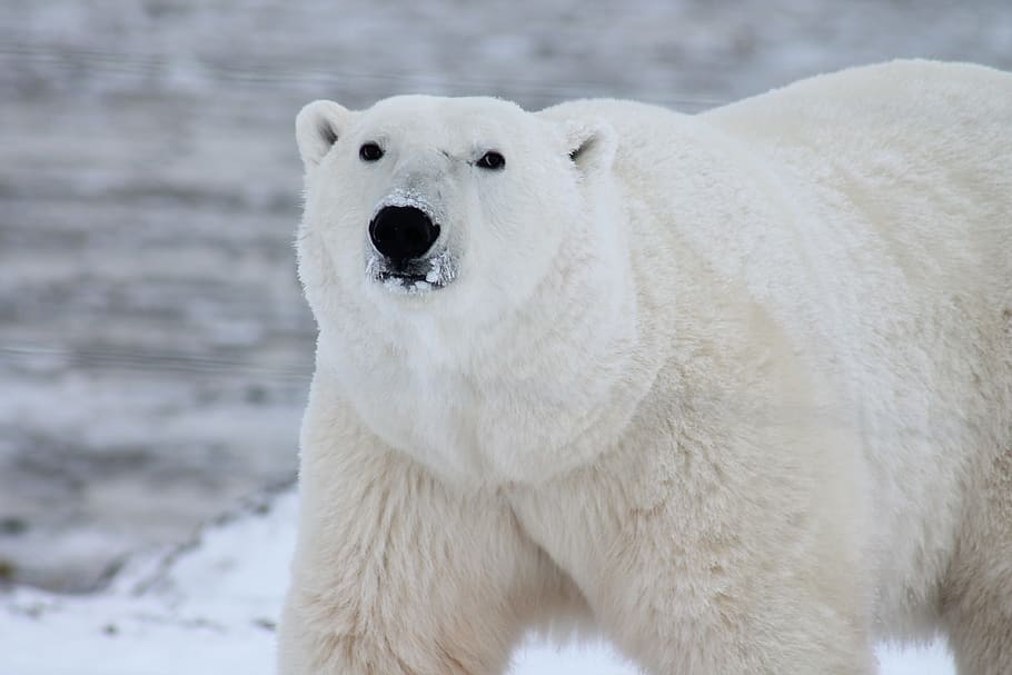 putih, kutub, beruang, diambil, musim dingin, beruang kutub, arktik, margasatwa, salju, liar