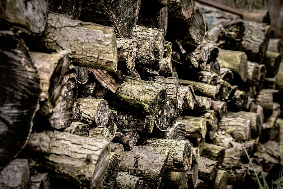 selective, focus photo, pile, gray, logs, nature, trees, trunk, wood, lumber