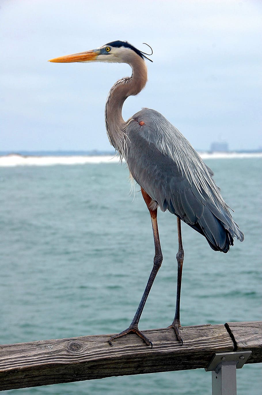 crane bird, perched, tree trunk, Great Blue Heron, Bird, Wildlife, heron, blue, nature, animal