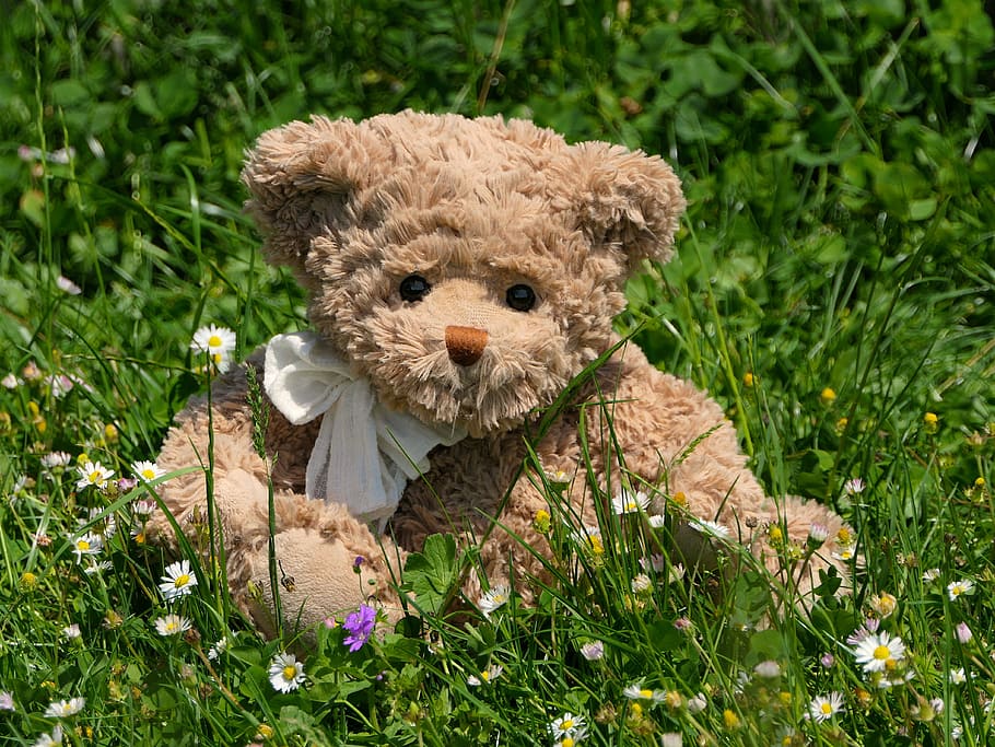 brown, bear, plush, toy, grass field, teddy, grass, cute, flowers, daisies