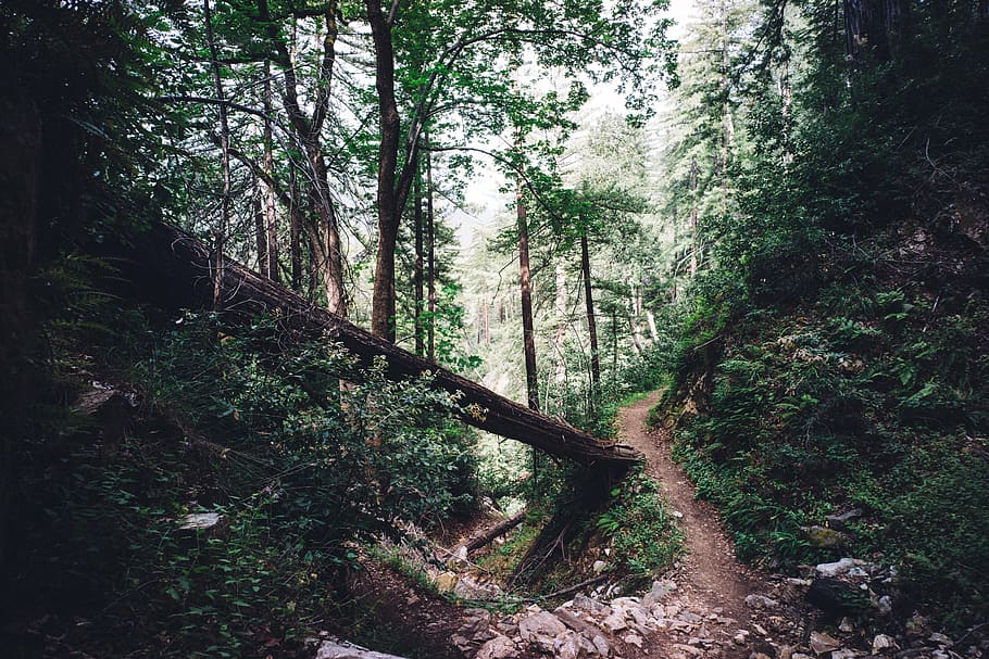 caminho da floresta, marrom, superfície, beco, árvores, natureza, florestas, troncos, cascas, madeira