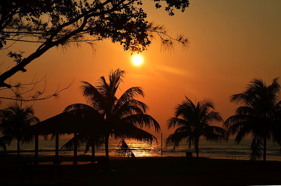 silhouette photo, palm trees, body, water, sunset, palm, sea, beach, ocean, paradise