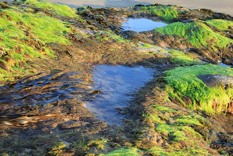 seaweed, rock pools, nature, texture, marine, algae, ocean, seashore, shoreline, beach