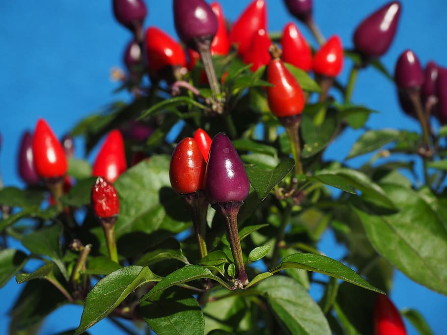 ornamental peppers, fruits, chili berry, violet, red, capsicum salsa, paprika, capsicum, chili, pepperoni