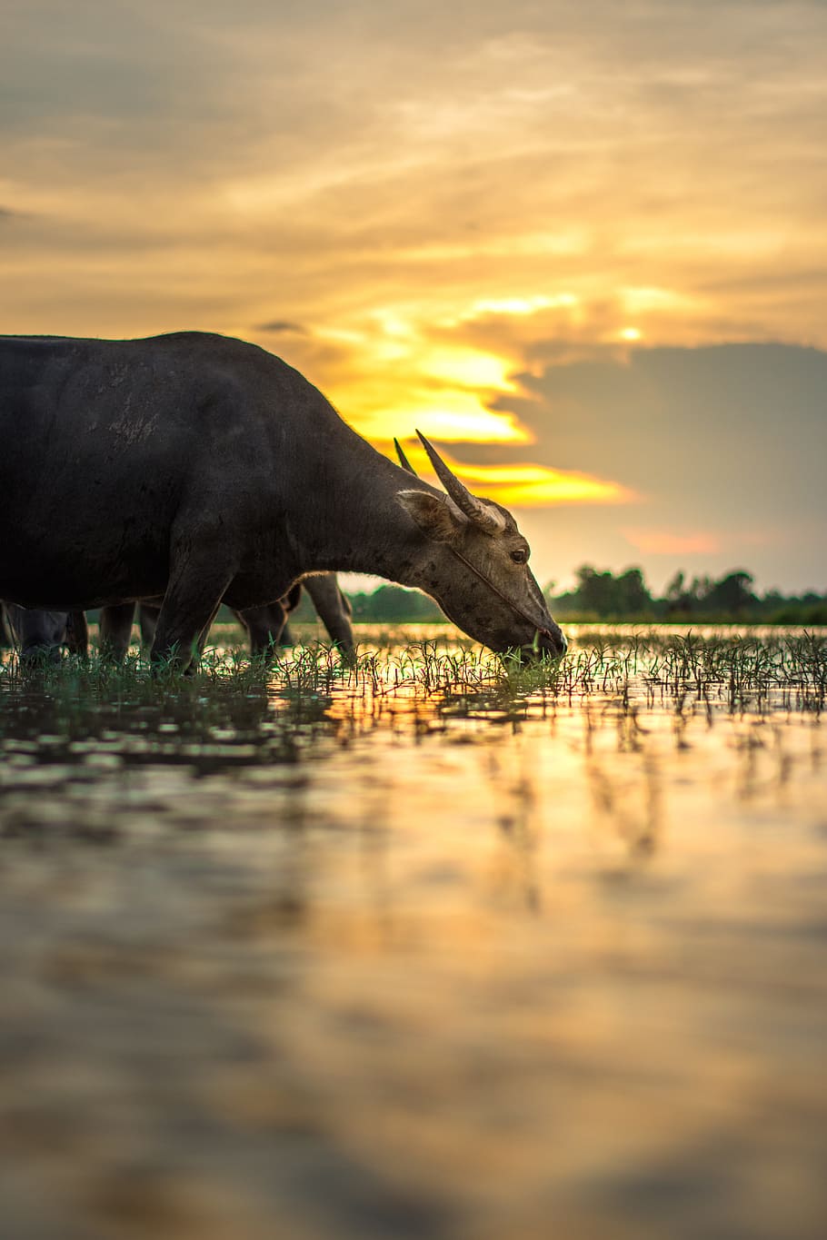 búfalo de agua, comer, hierba, campo, dorado, hora, búfalo, exterior, casa, Tailandia