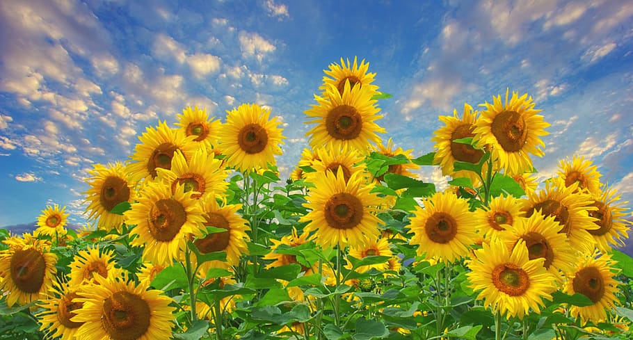 sunflower, sunshine, blue sky, clouds, weather, field, blossom, bloom, bee-friendly, cheerful