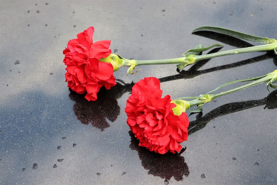 two red carnations, black marble, symbol, decoration, cemetery, outdoor, flower, plant, flowering plant, beauty in nature