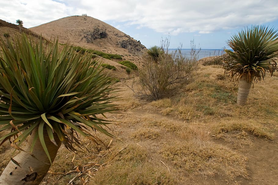 madeira, yucca, dry, outlook, plant, sky, land, growth, tranquility, nature
