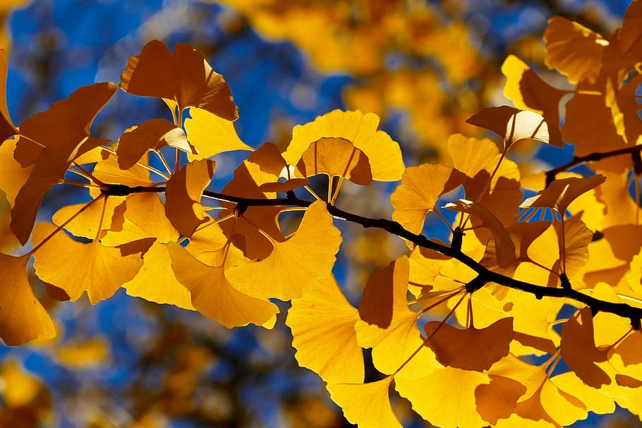 musim gugur, daun, pohon, musim, alam, pohon ginkgo, pertumbuhan, kehidupan, cabang, kuning