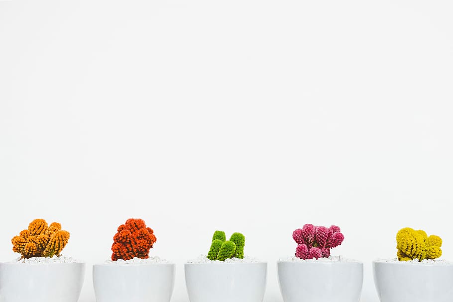 cinco, blanco, cerámica, florero, plantas de cactus, cactus, plantas, naturaleza, nadie, flor