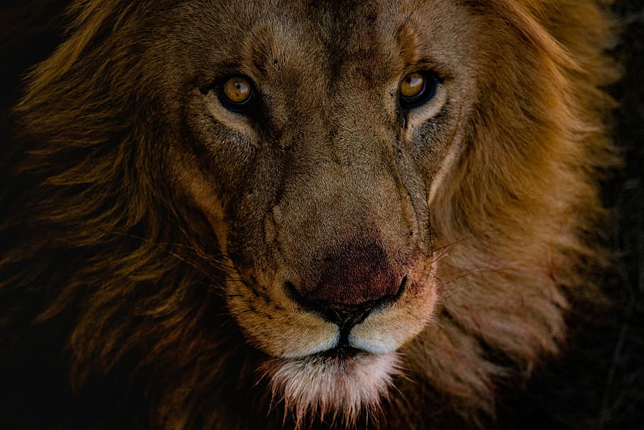 close-up photo, brown, lion, male carnivore, young, wildlife, africa, wild, one animal, animal