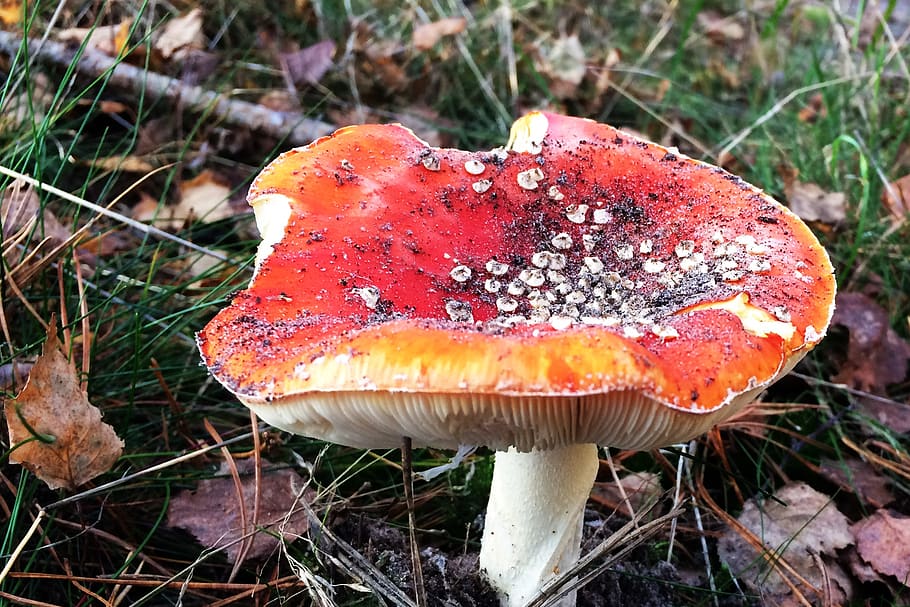 mushroom, nature, autumn, mushrooms, agaric, red with white dots, forest, fungus, vegetable, food
