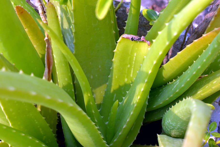 aloe vera, plant, herbal, health, green color, growth, leaf, plant part, succulent plant, close-up