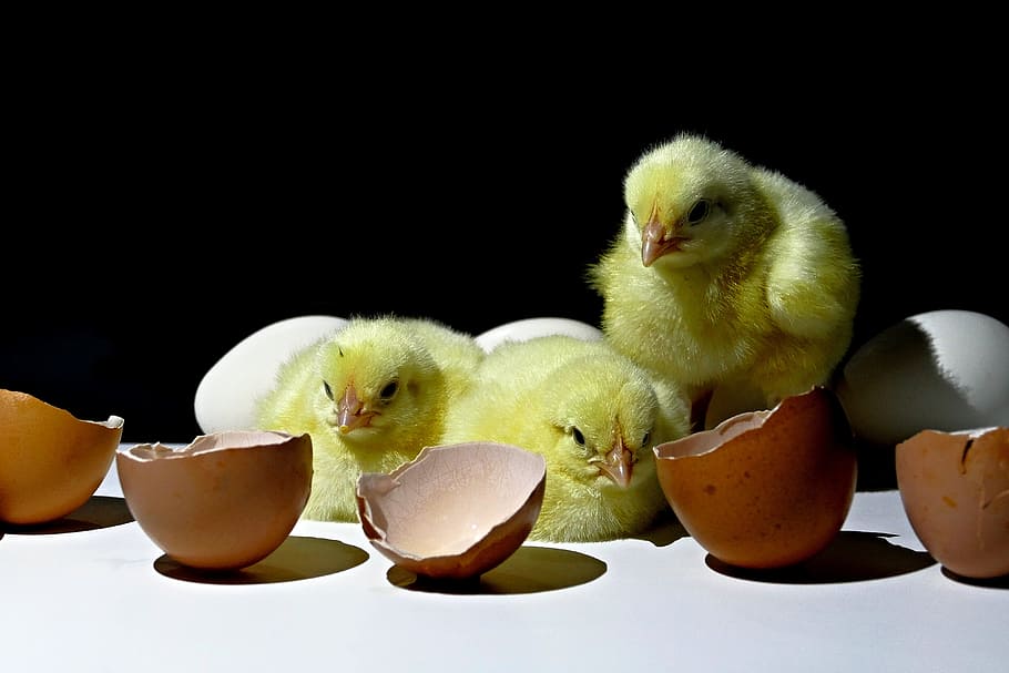 tiga, ayam, di belakang, menetas, telur, kuriatka, kemunculan, unggas, rumah, hewan