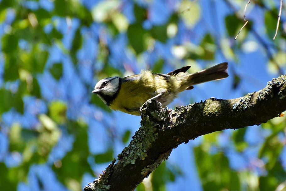 low, angle photography, yellow, bird perching, branch, blue tit, tit, songbird, plumage, bird