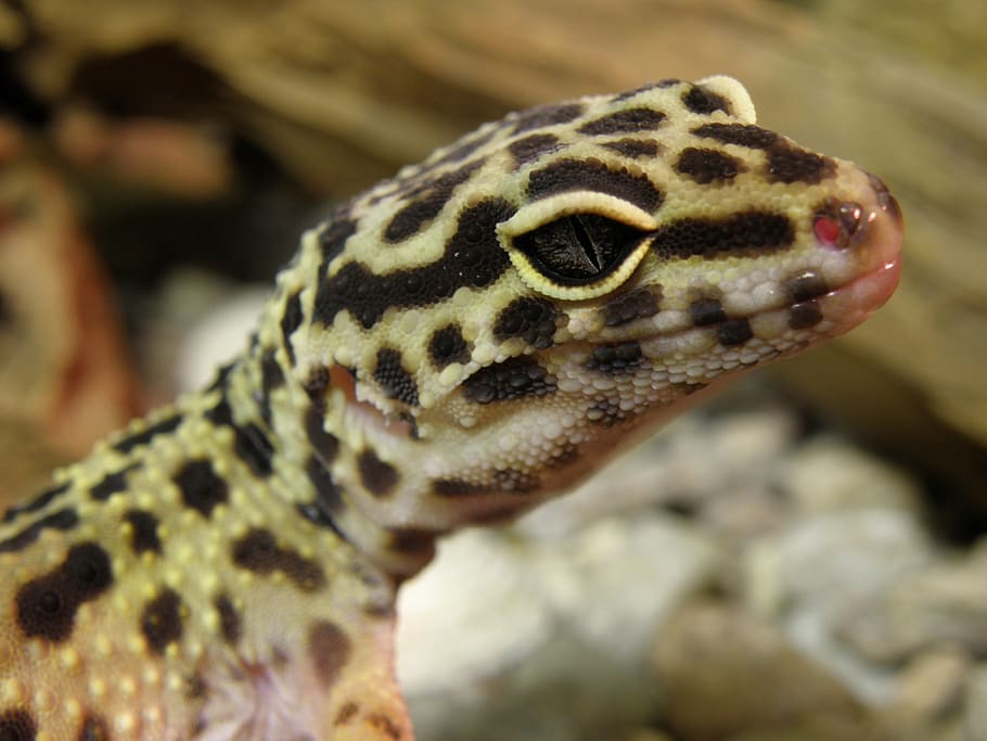 gecko, eublepharis, gekončík, cabeza, detalle, ojo, Temas de animales, un animal, animal, fauna animal