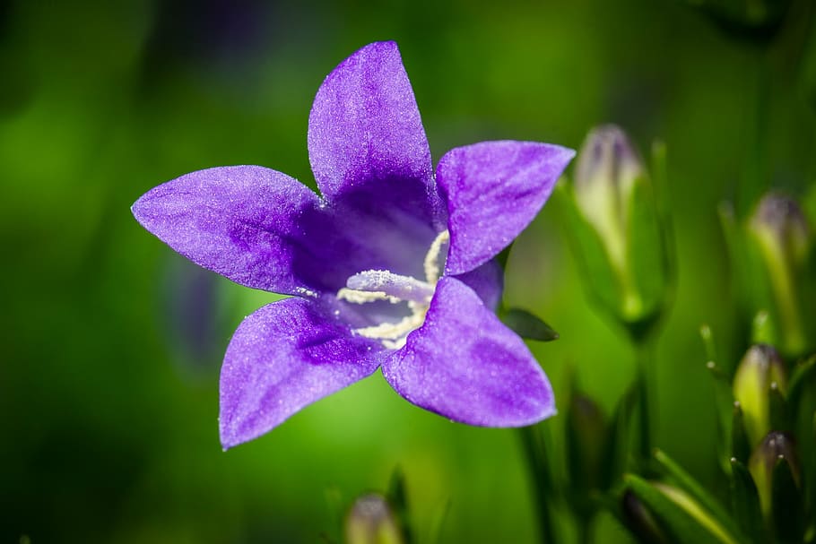purple, bellflower, selective, focus photography, bluebells, campanula, portenschlagiana, upholstery bellflower, dalmatian bellflower, sepals