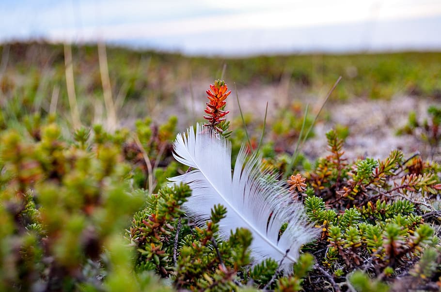 feather, birds of a feather, nature, summer, landscape, finnmark, northern norway, norway, plant, flowering plant