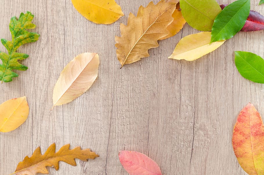 colores surtidos, hojas, gris, madera, superficie, otoño, naranja, naturaleza, rojo, amarillo