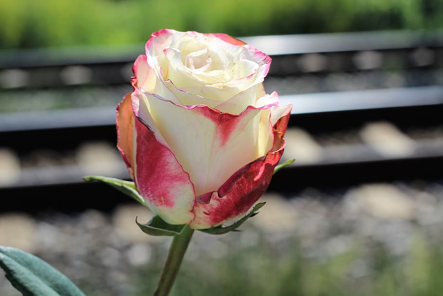 selective, focus photography, beige, rose, stop teenager suicide, white red rose, railway, stop student suicide, stop youth suicide, prevent suicide