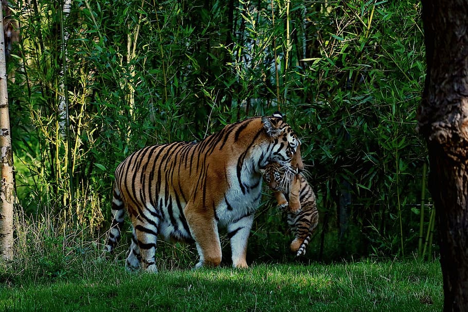 brown, tiger, tiger cub, tiger baby, mother and child, animal, animal themes, mammal, big cat, feline