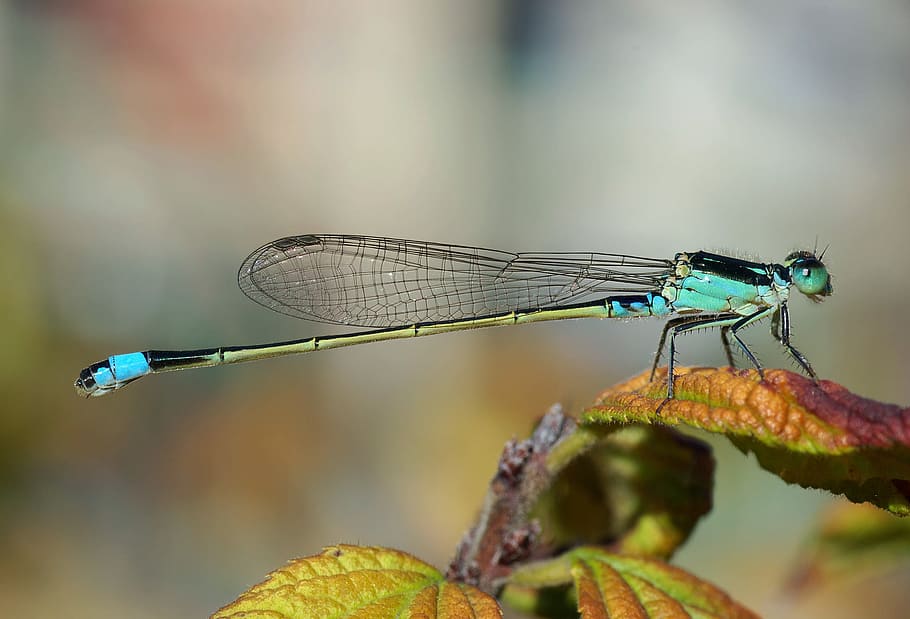 fotografía de primer plano, azul, verde, libélula, planta de hoja, senegal pechlibelle, ischnura senegalensis, hembra, coloración androcromo, ala