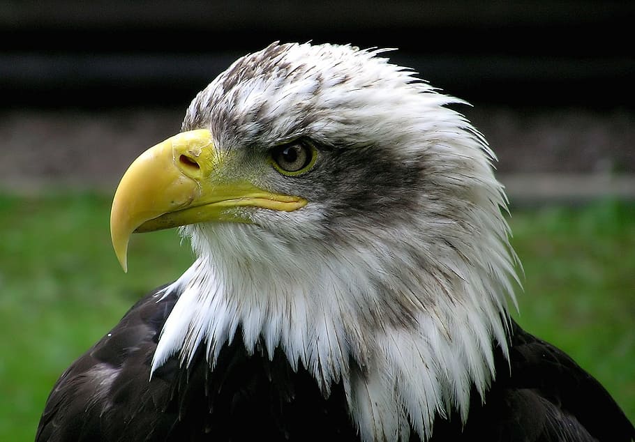 closeup, white, black, eagle, bald eagle, adler, raptor, bird, coat of arms of bird, usa