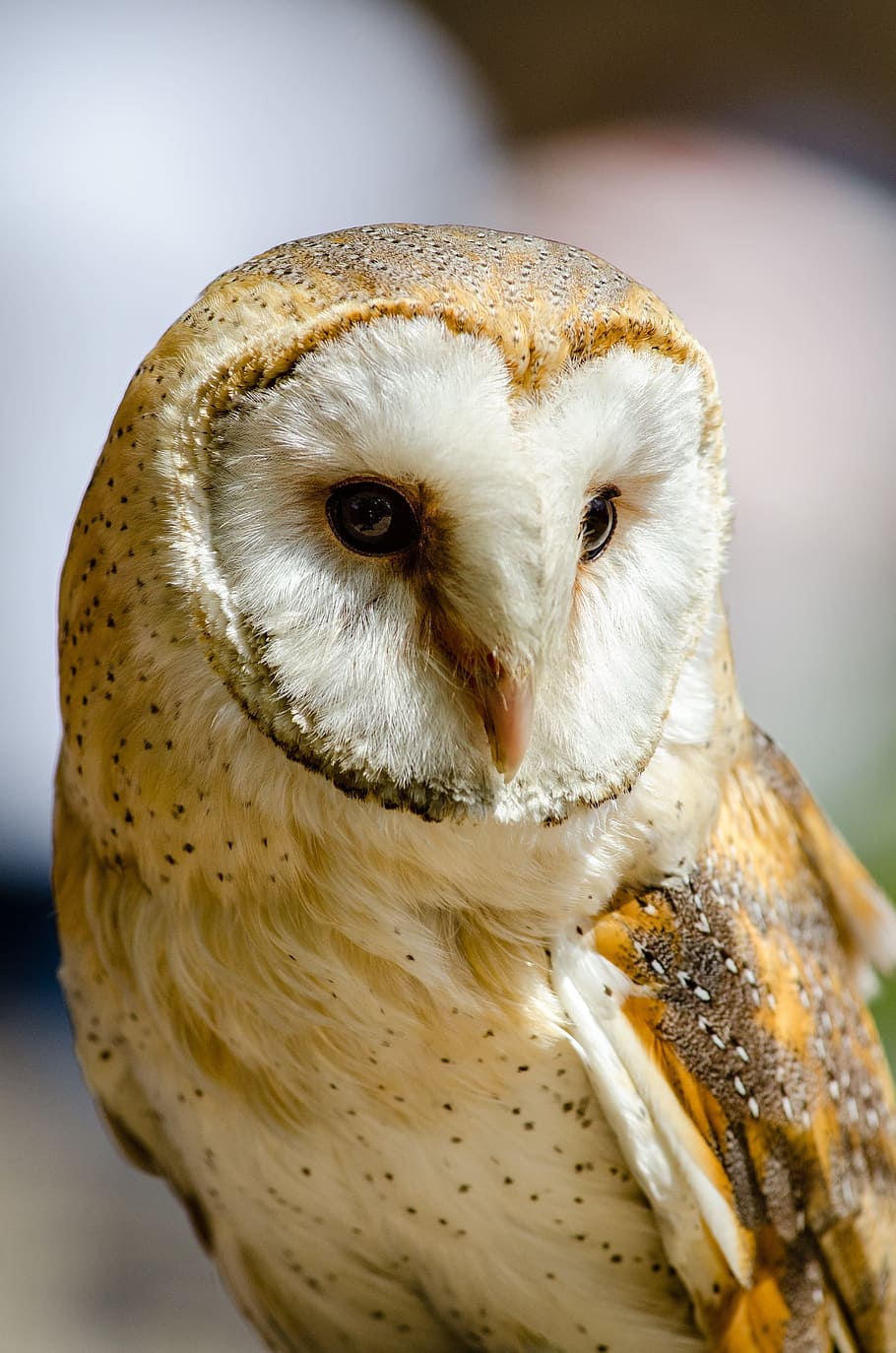 selective, focus photography, white, brown, owl, common barn owl, perched, bird, portrait, wildlife