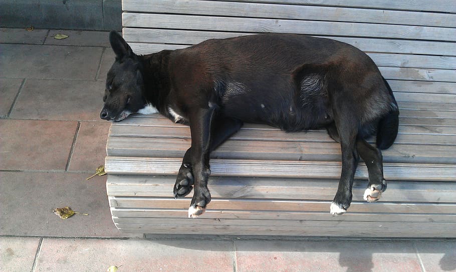 犬, 睡眠, 通り, 暖かい, 休暇, 黒, 日当たりの良い, 動物, 都市, 夏