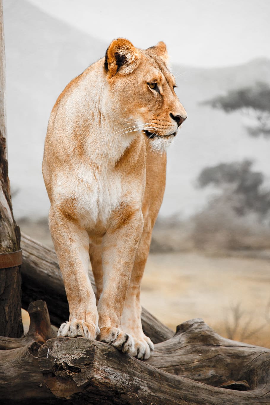 浅い, フォーカス写真, 雌ライオン, 木の枝, 昼間, アフリカ, 動物, 大きな, 肉食動物, 猫