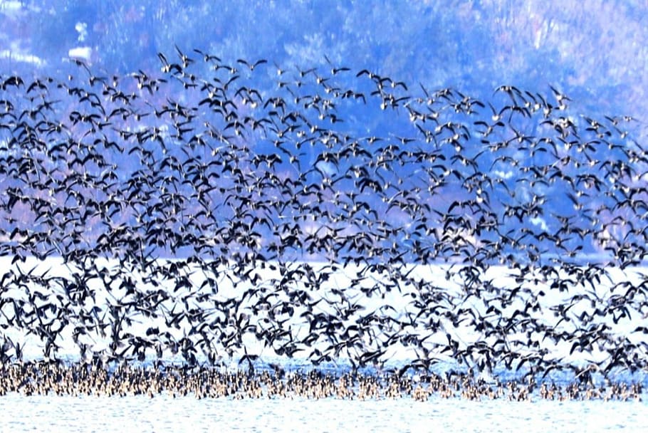 migratory birds, birds, emergency, reservoir, mountain, snow, winter, nature, large group of animals, group of animals