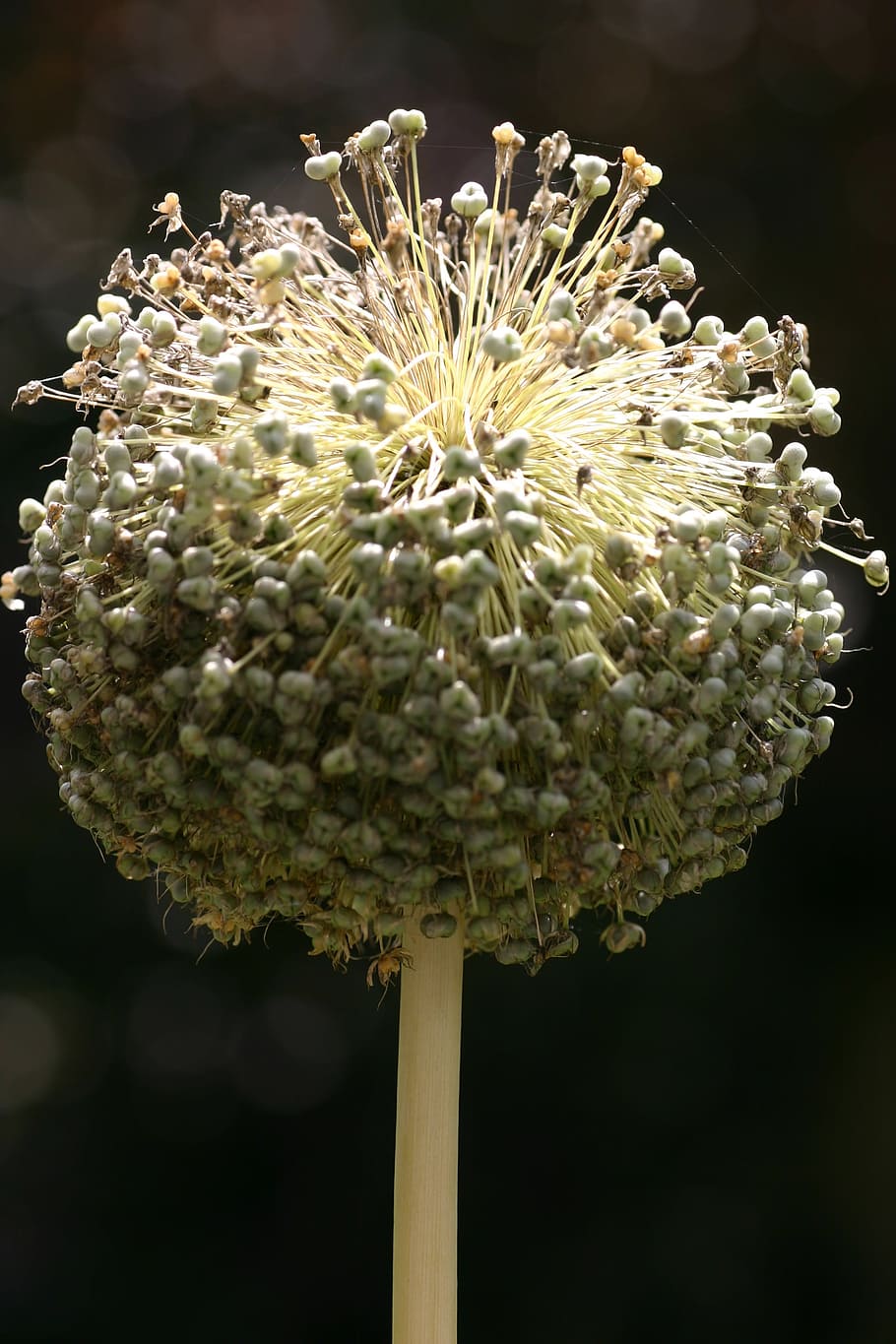 Flower, Wild Onion, Ball, Globose, summer, greenish, flora, allium elatum, flower head, petal