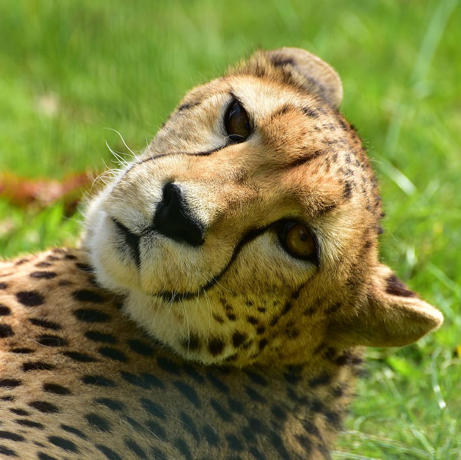 cheetah, lying, green, grass, daytime, cat, nature, animal world, animal, wild