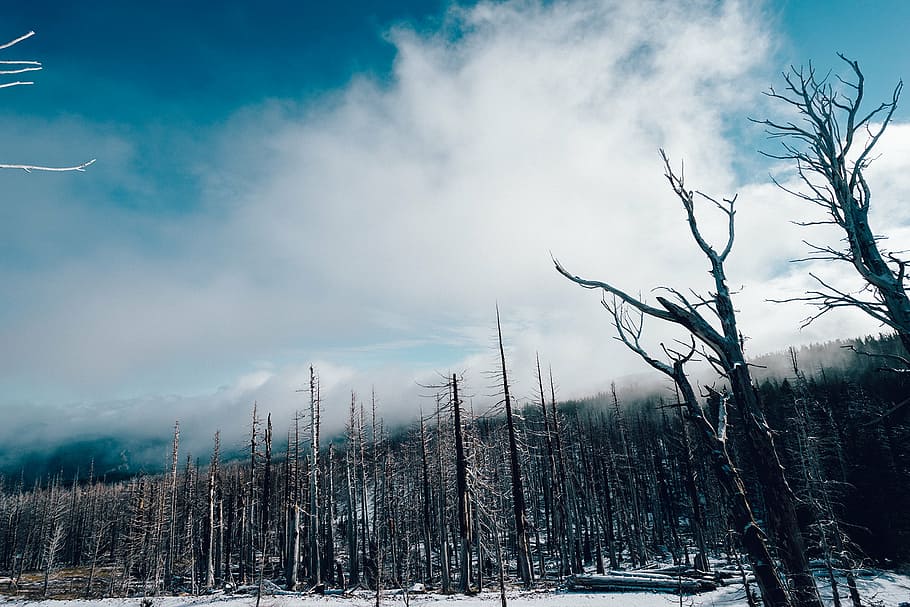 fotografia de paisagem, preto, marrom, árvores, nua, árvore, circundante, neve, dia, floresta