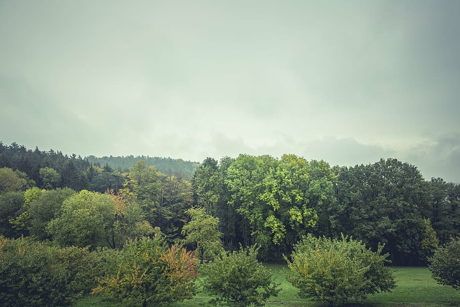 green, leafed, trees, white, clouds, nature, landscape, forests, manicured, grass