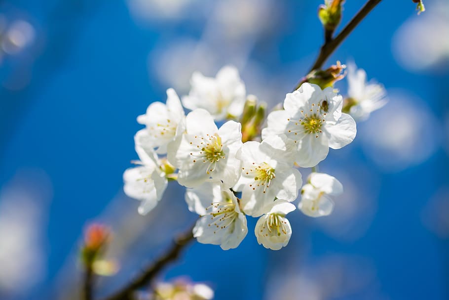 selektif, fokus fotografi, putih, mekar, Cherry, Musim Semi, Bunga, Cantik, ceri, biru