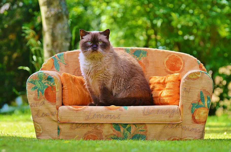 himalayan cat, sits, sofa, daytime, couch, cat, british shorthair, thoroughbred, fur, brown