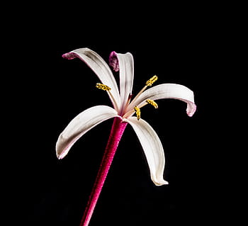 Fotos flor de trompeta blanca libres de regalías | Pxfuel
