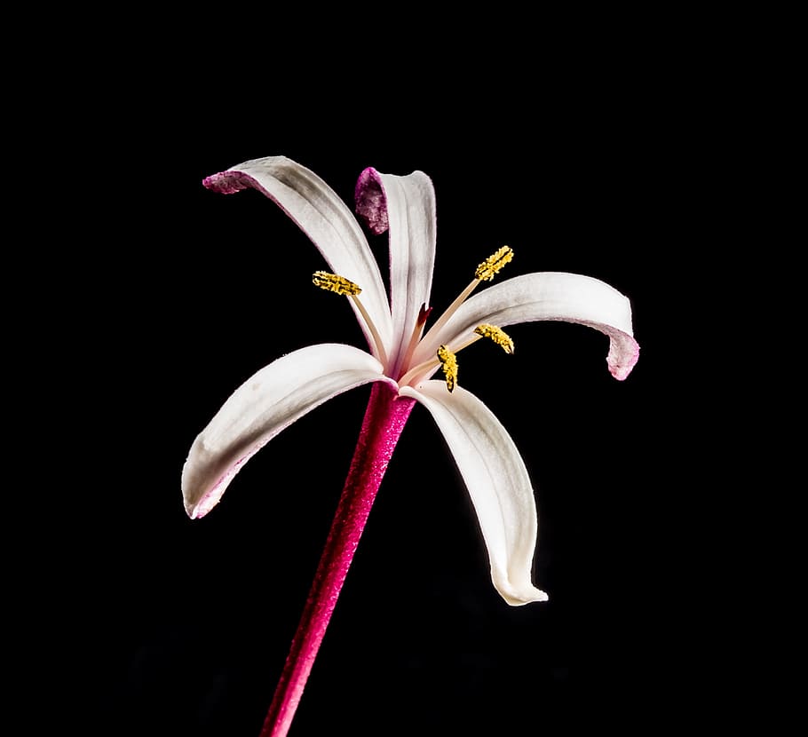 rosa, blanco, flor de pétalo de trompeta, flor, lady sansai, planta floreciendo, foto de estudio, pétalo, fondo negro, fragilidad