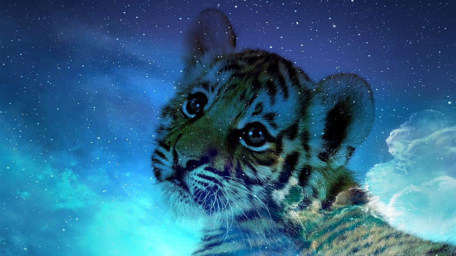 tiger, little, blue, cute, cat, animal, kitten, young, pet, feline
