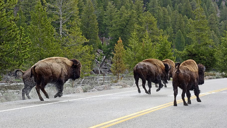 Kerbau, Bison, Yellowstone, taman nasional, Amerika Serikat, Amerika, alam, hewan, hewan liar, Bison Amerika