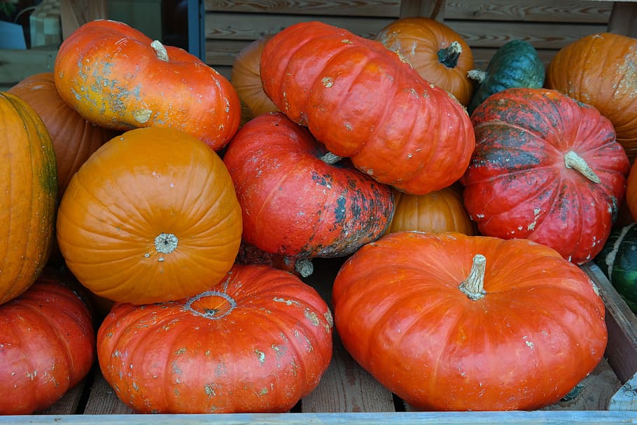 pumpkins, red zentner, rouge vif d ' étampes, squash, giant pumpkin, cucurbita maxima, orange, red, bearing vegetables, vegetables