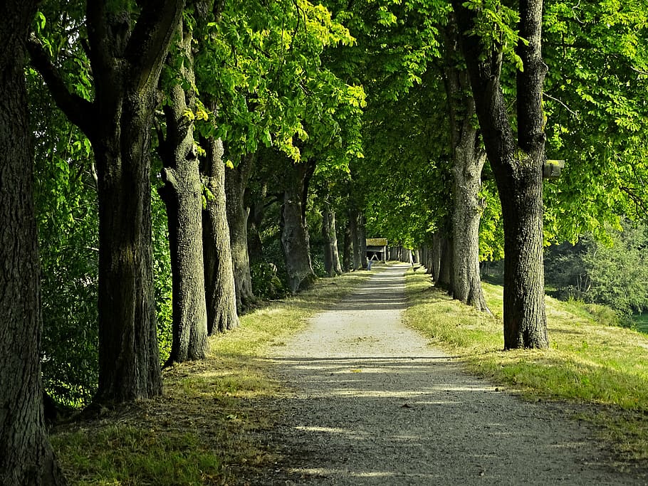fotografia, verde, folheado, árvores, durante o dia, avenida, avenida castanha, castanha, distância, natureza