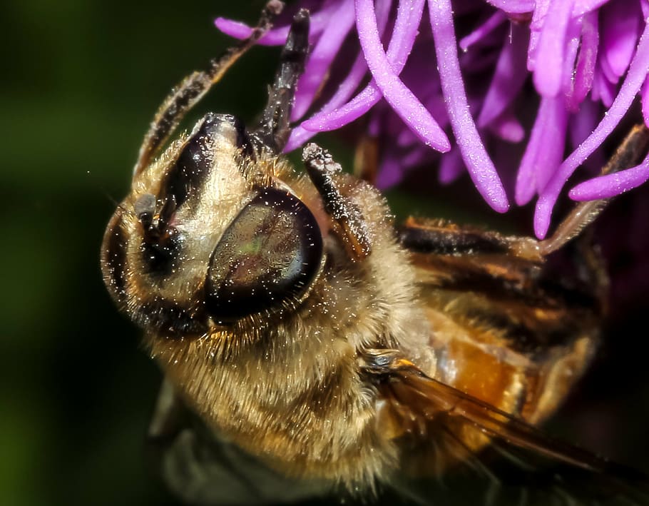 bee, insect, nature, honey, animal, fly, bug, yellow, wild, beekeeping