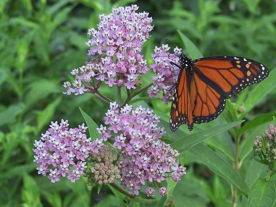 monarch, milkweed, orange, butterfly, nature, insect, summer, black, garden, american