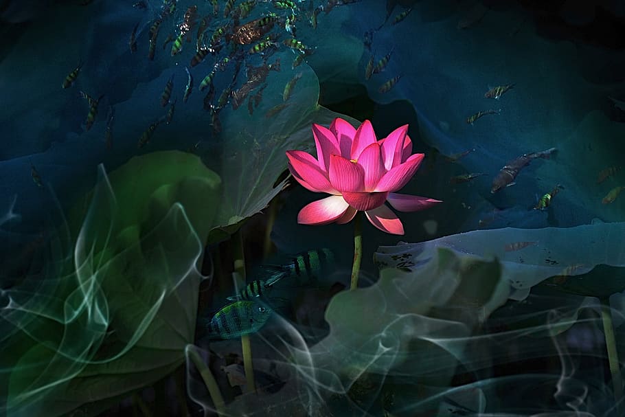 flor, planta, loto, concepción artística, planta floreciendo, color rosado, frescura, hoja, agua, lago