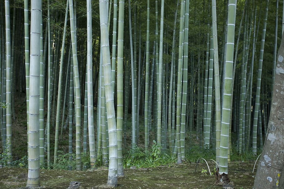 japão, árvores, bambu, floresta, árvore, bambu - planta, arvoredo de bambu, plantar, terra, ninguém