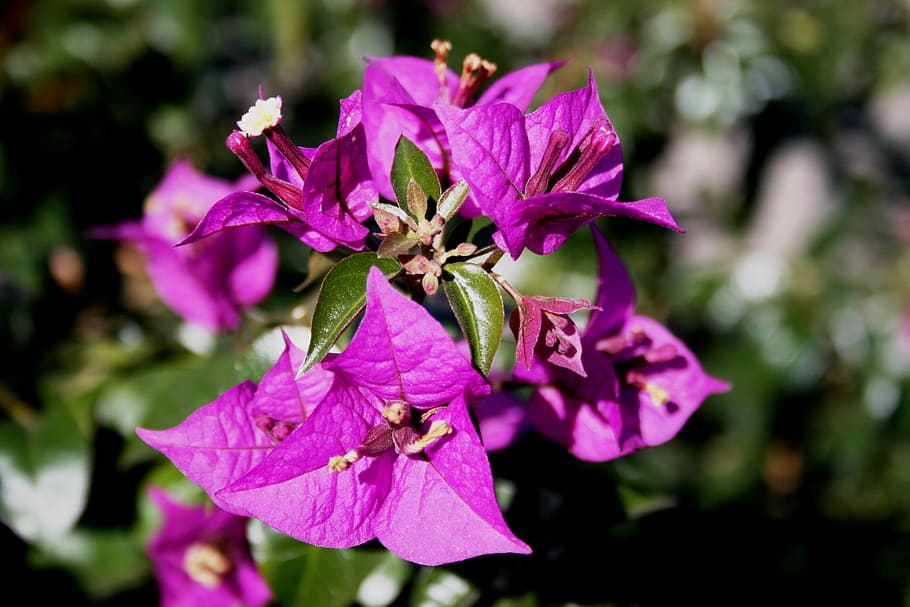 Flores, Pétalos, Triangular, de color rosa oscuro, como papel, arreglado en tres, follaje verde, jardín, naturaleza, planta