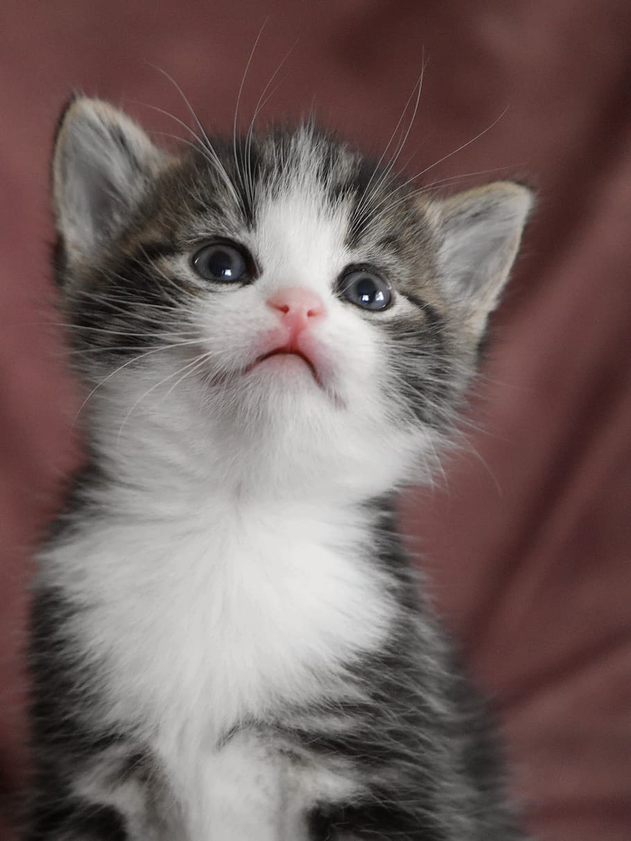 cat baby, kitten, cat, baby cat, pet, cat portrait, cute, sweet, mieze, young animal